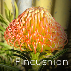 Photo of orange Pincushion